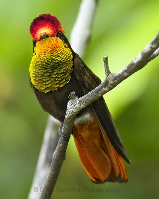 RUBY-TOPAZ HUMMINGBIRD