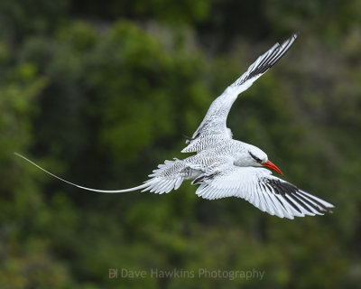 RED-BILLED TROPICBIRD