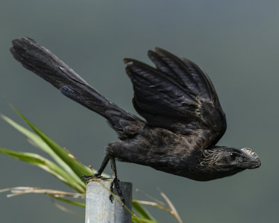 SMOOTH-BILLED ANI