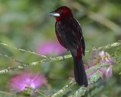 SILVER-BEAKED TANAGER