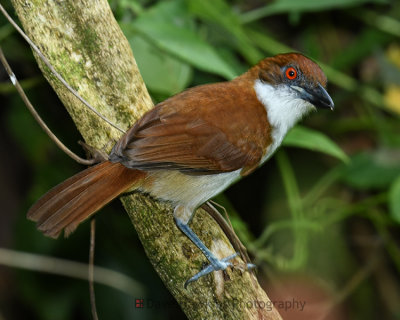 GREAT ANTSHRIKE ♀