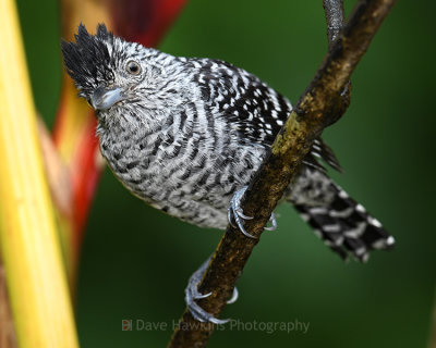 BARRED ANTSHRIKE ♂