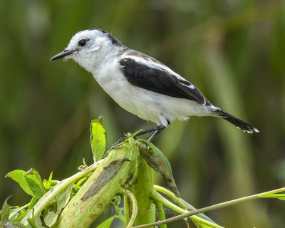 PIED WATER-TYRANT ♀