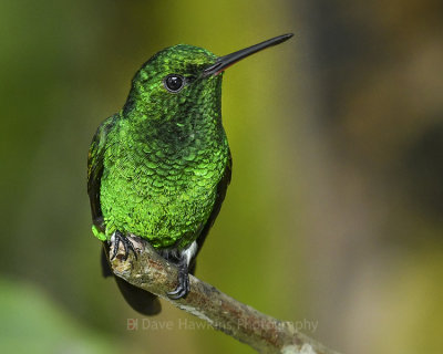 COPPER-RUMPED HUMMINGBIRD