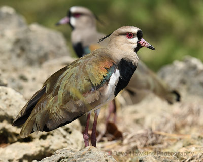 SOUTHERN LAPWING