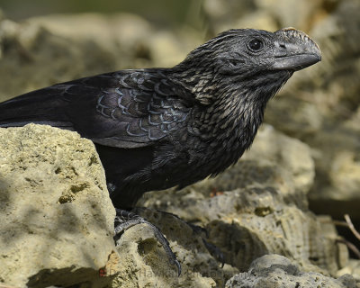 SMOOTH-BILLED ANI