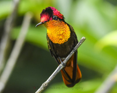 RUBY-TOPAZ HUMMINGBIRD