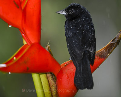 WHITE-LINED TANAGER ♂