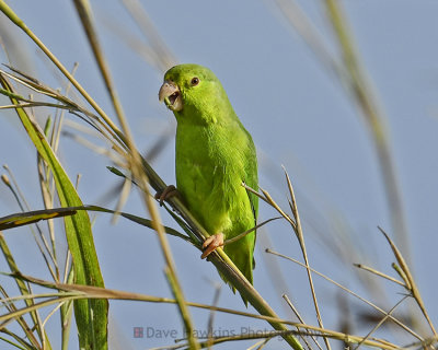 GREEN-RUMPED PARROLET