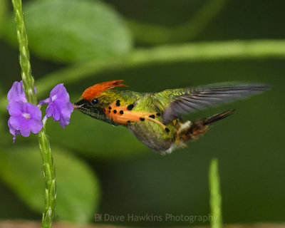 TUFTED COQUETTE