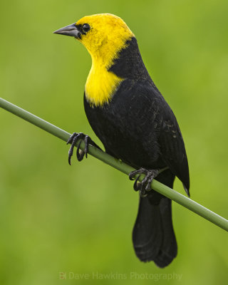 YELLOW-HOODED BLACKBIRD