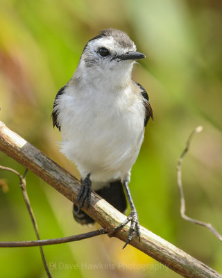 PIED WATER-TYRANT ♀