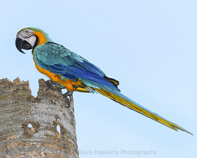 BLUE AND GOLD MACAW