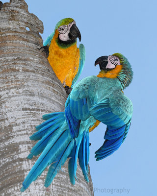 BLUE AND GOLD MACAW