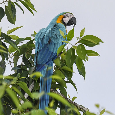 BLUE AND GOLD MACAW