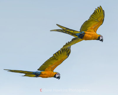 BLUE AND GOLD MACAW