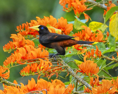 CRESTED OROPENDOLA