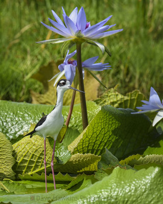 BLACK-NECKED STILT