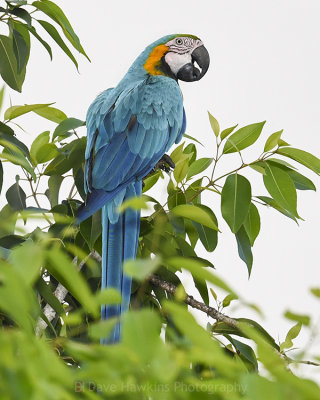 BLUE AND GOLD MACAW