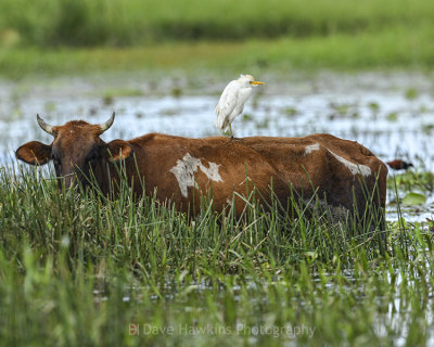 CATTLE EGRET (Trinidad Style)