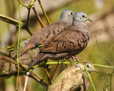 RUDDY GROUND-DOVE