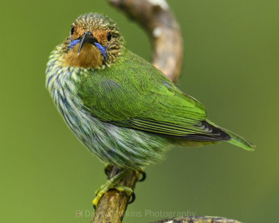 PURPLE HONEYCREEPER ♀