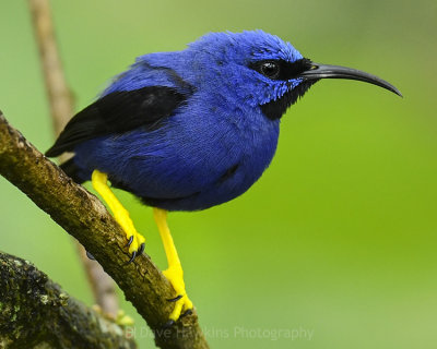 PURPLE HONEYCREEPER ♂