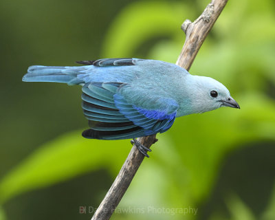 BLUE-GREY TANAGER