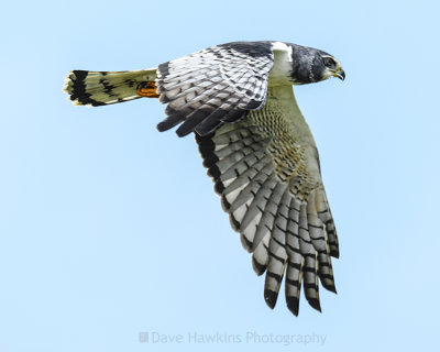 LONG-WINGED HARRIER (white morph)