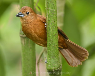 WHITE-LINED TANAGER ♀