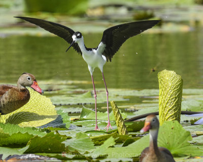 BLACK-NECKED STILT