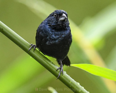 BLUE-BLACK GRASSQUIT