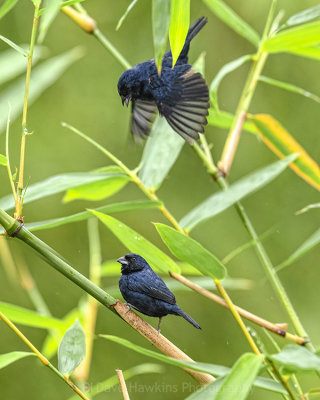 BLUE-BLACK GRASSQUIT