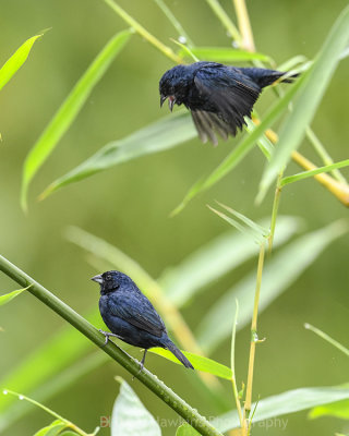 BLUE-BLACK GRASSQUIT