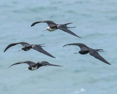 MAGNIFICENT FRIGATEBIRD