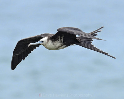 MAGNIFICENT FRIGATEBIRD