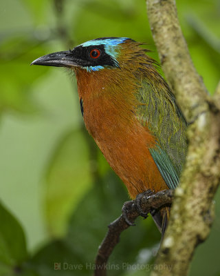 TRINIDAD MOTMOT