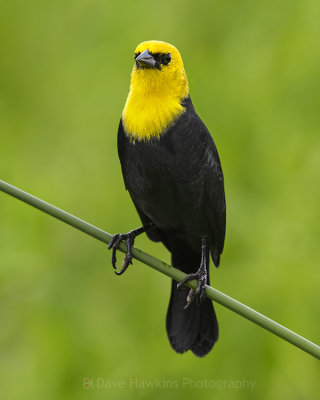 YELLOW-HOODED BLACKBIRD
