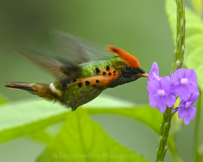 TUFTED COQUETTE