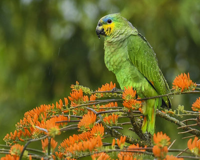 ORANGE-WINGED PARROT