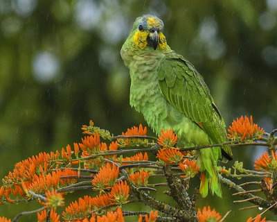 ORANGE-WINGED PARROT