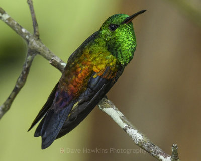 COPPER-RUMPED HUMMINGBIRD