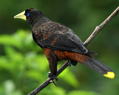 CRESTED OROPENDOLA