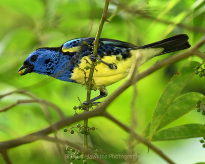 TURQUOISE TANAGER