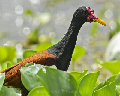 WATTLED JACANA