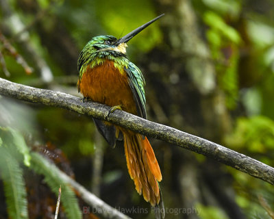 RUFOUS-TAILED JACAMAR