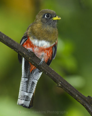 COLLARED TROGON ♀