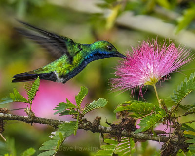 BLACK-THROATED MANGO