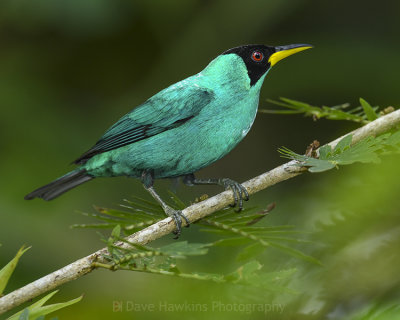 GREEN HONEYCREEPER ♂