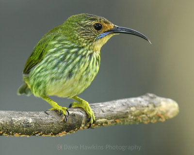 PURPLE HONEYCREEPER ♀
